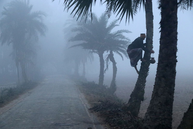 শীতকালে খেজুরগাছ প্রস্তুত করা, রস সংগ্রহ আর সেই রসে নালি তৈরি করা 2 কুয়াশাঢাকা শীতের সকালে গাছ থেকে হাঁড়ি নামাচ্ছেন বাদশা মোল্লা