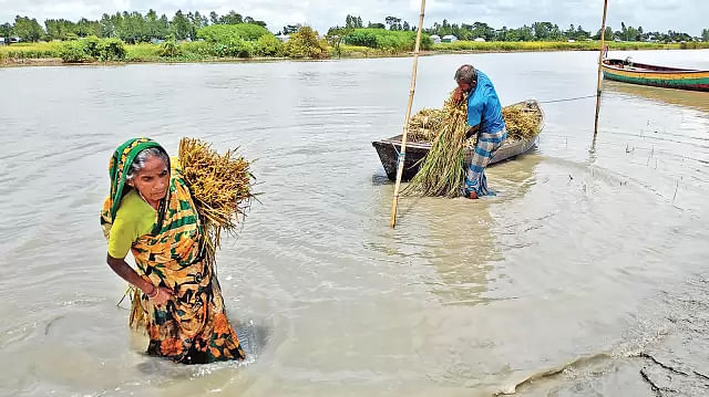 বন্যায় জমির ধান নষ্ট হয়েছে মনোয়ারা বেগমের। নষ্ট হয়ে যাওয়া ধানের ছড়া নিয়ে গবাদিপশুকে খাওয়ানোর উদ্দেশে বাড়ি যাচ্ছেন তিনি। গত বুধবার শরীয়তপুরের নড়িয়া উপজেলার ক্রোকিমনিরাবাদ গ্রামে।