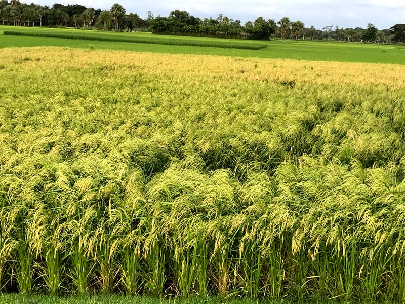 যশোরে অভয়নগর উপজেলার ভাটপাড়া বিল এলাকায় আউশ ধানের খেত। শুক্রবার তোলা