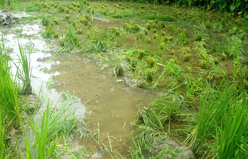 দুই একর জমির রোপা আমন ধানের চারা নষ্ট করে দিয়েছে দুর্বৃত্তরা