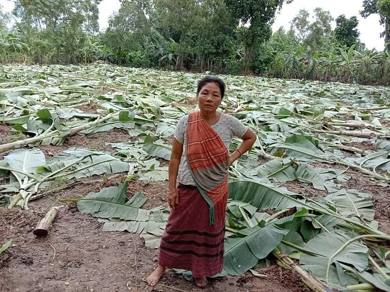 বন বিভাগ মধুপুরে বাসন্তী রেমাসহ আরও অনেকের ফলবান গাছ কেটে দিয়েছে।