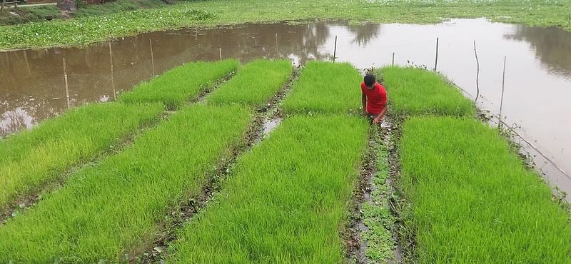 খালে তৈরি আমন ধানের ভাসমান বীজতলা পরিচর্যা করছেন কৃষক জাকারিয়া। শেরপুর সদর উপজেলার বাদাতেঘরিয়া গ্রামের বিরিখালে।