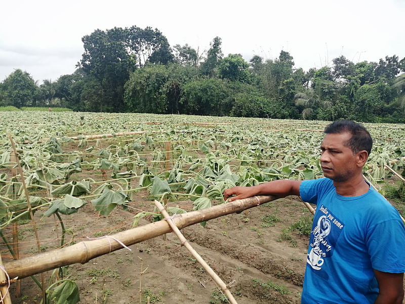 দুর্বৃত্তদের কেটে দেওয়া লাউখেতের টালে হাত রেখে বিমর্ষ আতিয়ার রহমান। এই কৃষকের প্রশ্ন, ‘ফসলের সঙ্গে এভাবে কেউ শত্রুতা করতে পারে’। আজ মঙ্গলবার দুপুরে ঝিনাইদহের কালীগঞ্জ উপজেলার চাপালী গ্রামে