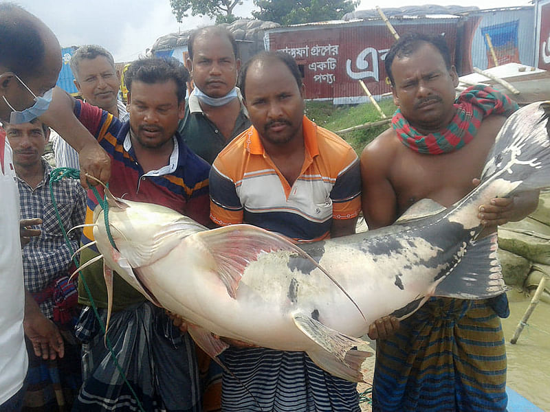 রাজবাড়ীর গোয়ালন্দ উপজেলার দেবগ্রামের  জেলেদের জালে ধরা পড়েছে ৪৭ কেজি ওজনের বিশাল এক বাগাড় মাছ। মঙ্গলবার সকালে দৌলতদিয়া ফেরি ঘাটে