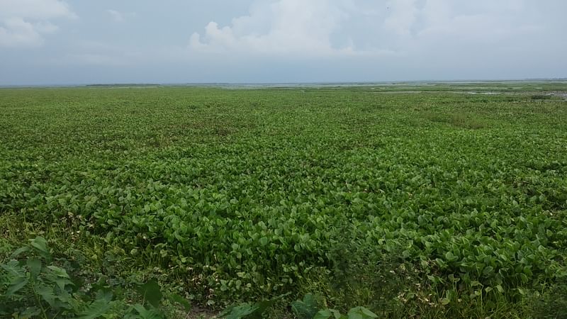 শ্রীমঙ্গল উপজেলার হাইল হাওরের জতরপুর ও শহশ্রী এলাকায় কচুরিপানার জন্য প্রায় ৫০০ বিঘা জমিতে দুই বছর ধরে বোরো ধান চাষ ব্যাহত হচ্ছে