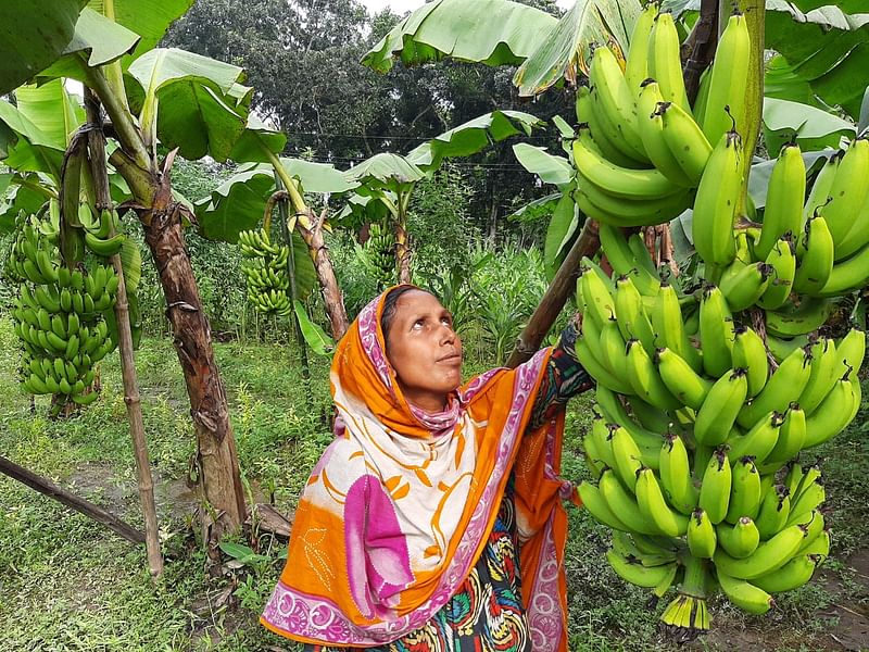 নিজের কলাখেত পরিচর্যায় ব্যস্ত গৃহবধূ শাহিনা বেগম। আজ বুধবার রংপুরের তারাগঞ্জ উপজেলার বুড়িরহাট গ্রামে