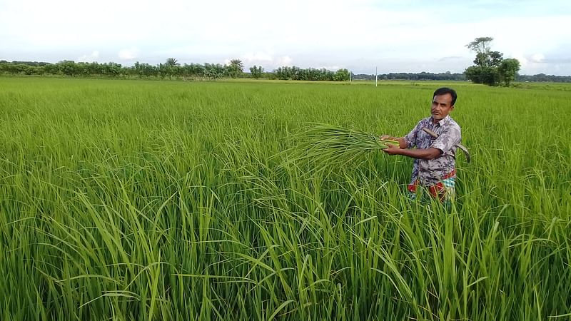 ঝিনাইদহের বিএডিসির সরবরাহ করা ‘এক জাতের’ বীজে হরেক জাতের ধানগাছ জন্ম নিয়েছে। কৃষি বিভাগের পরামর্শে ছোট ধানগাছগুলো রেখে বড় গাছগুলো কেটে ফেলছেন কৃষক