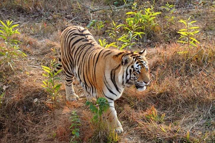 সুন্দরবনের বাঘের প্রধান খাবার হরিণ। গবেষণায় এসেছে গুইসাপ, কাঁকড়া ও মাছ খেয়ে থাকে এই প্রাণী