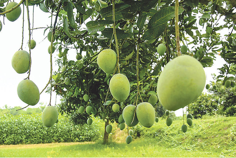 রাজশাহীর পবা উপজেলার দুয়ারী এলাকায় একটি বাগানে ঝুলছে ল্যাংড়া জাতের আম