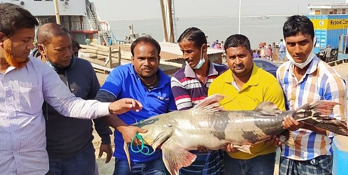 পদ্মায় জেলেদের জালে ধরা পড়েছে ২৯ কেজি ওজনের বাগাড়। পরে মাছটি ৩০ হাজার টাকায় বিক্রি করা হয়। সোমবার রাজবাড়ীর গোয়ালন্দ উপজেলায় দৌলতদিয়া ফেরিঘাটে