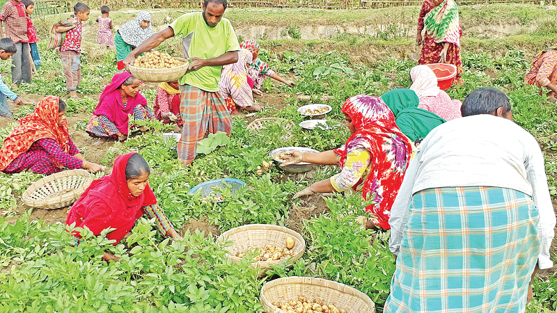 লাভের আশায় আগাম আলু তুলছেন নীলফামারীর কিশোরগঞ্জের কৃষকেরা