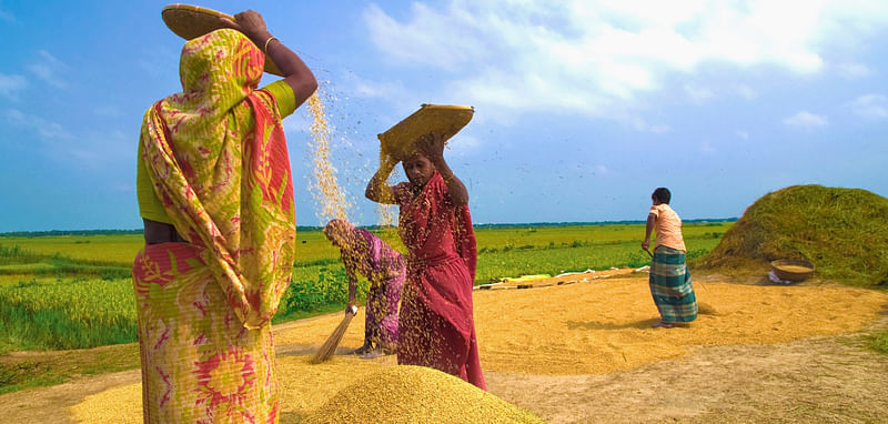 মাড়াইয়ের পর ধান পরিষ্কারে ব্যস্ত কিষান–কিষানি