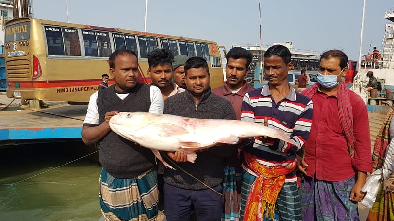 রাজবাড়ীর গোয়ালন্দে পদ্মা নদীতে ভোররাতের দিকে ১৬ কেজি ওজনের একটি বিগহেড মাছ ধরা পড়েছে। এত বড় বিগহেড মাছ সহজে ধরা পড়ার খবর পাওয়া যায় না। আজ শুক্রবার সকালে দৌলতদিয়া লঞ্চঘাটে