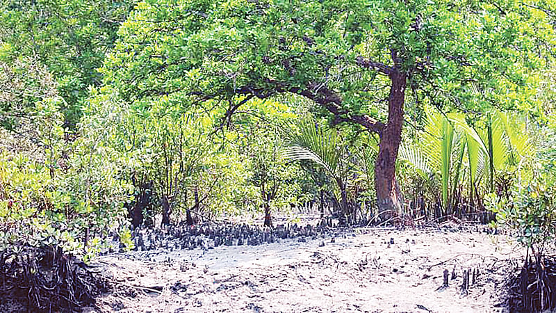 ম্যানগ্রোভ বন—সবুজে মোড়া সুন্দরবন। সুন্দরবনের খুলনা অঞ্চলের কালাবগি এলাকায়। 
২০১৮ সালের মার্চে