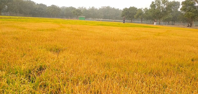 নওগাঁর পোরশা উপজেলার ঘাটনগর ইউনিয়নের চার গ্রামের ১৬ কৃষকের 
সবুজ বীজতলা হলুদ হয়ে গেছে