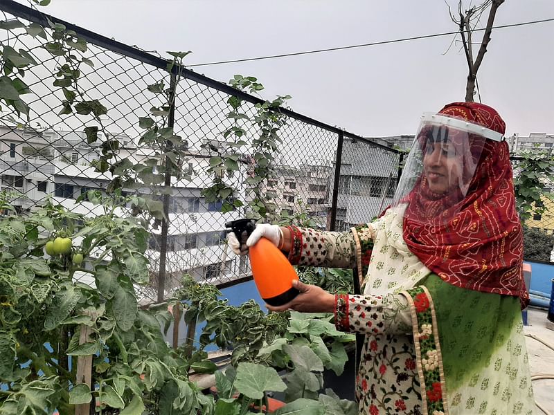 নিজের ছাদবাগানে পরিচর্যা করছেন আকলিমুন নেছা