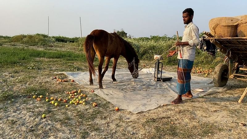 আলমগীর হোসেনের ঘোড়াটি টমেটোবোঝাই ঠেলাগাড়ি বাজারে নেবে। পুরাতন ব্রহ্মপুত্রের চর, মধ্যগজারিয়া সদর উপজেলা, জামালপুর। ৪ ফেব্রুয়ারি