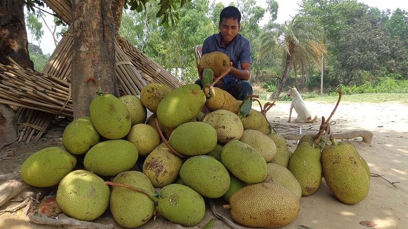 কাঁচা কাঁঠাল শরীরের জন্য উপকারি