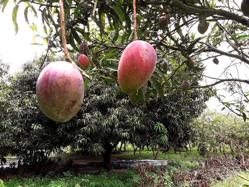 চাঁপাইনবাবগঞ্জে গাছে ঝুলছে মিয়াজাকি আম।