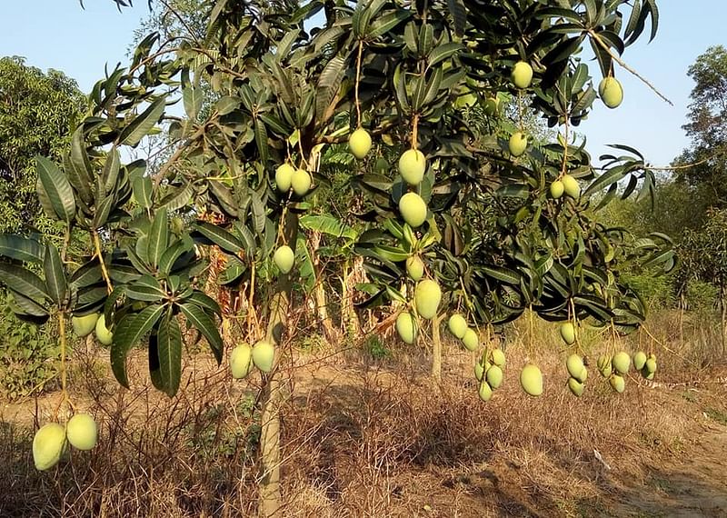 নওগাঁর সাপাহার উপজেলার তরুণ কৃষি উদ্যোক্তা সোহেল রানা বাগানের আম্রপালি।