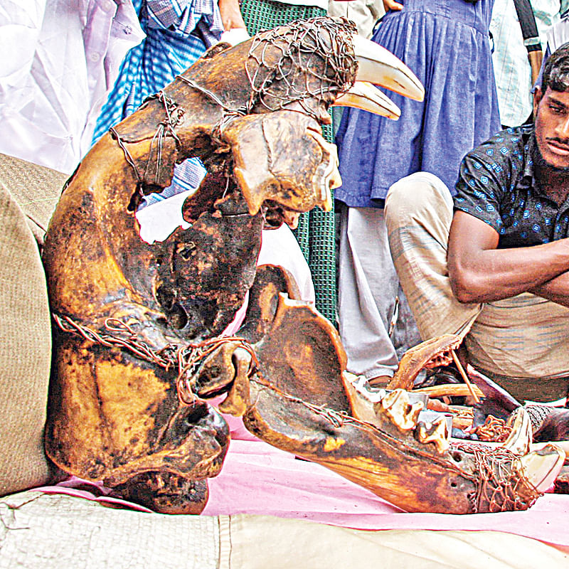 পার্বত্য এলাকায় দেখা যাওয়া বাঘের খুলি