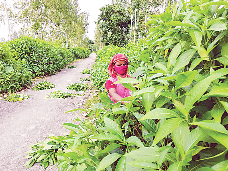 বিলুপ্ত ছিটমহল দাসিয়ারছড়ার পাকা রাস্তাগুলোর দুই পাশ ছেয়ে গেছে বাসকগাছে। এসব বাসকপাতা বিক্রি করে বাড়তি আয় করছেন নারীরা।