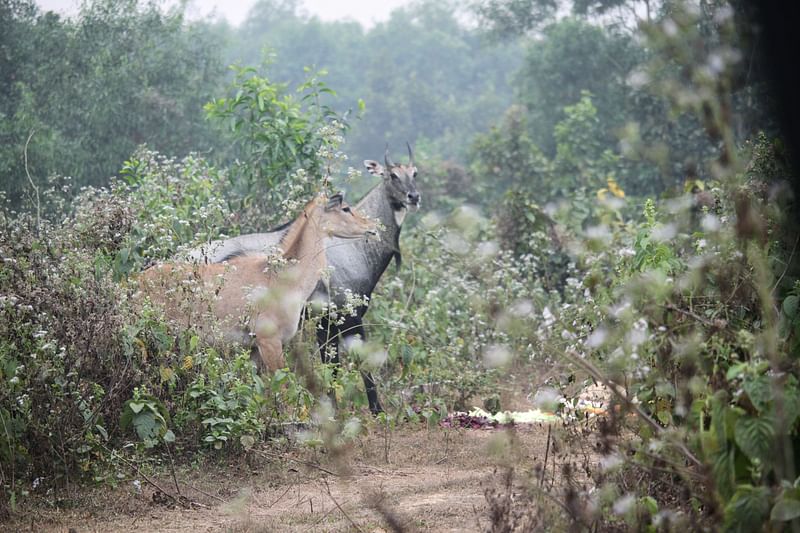 নীলগাই দুটির মধ্যে ঘনিষ্ঠতা অনেক।সম্প্রতি গাজীপুরের শ্রীপুরের বঙ্গবন্ধু শেখ মুজিব সাফারি পার্কের কোর সাফারিতে