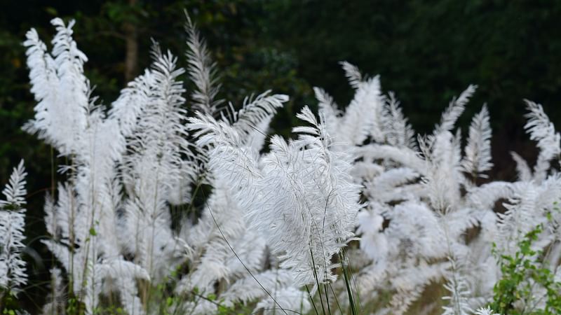 শুভ্র কাশবন, যেখানে কোলাহল নেই