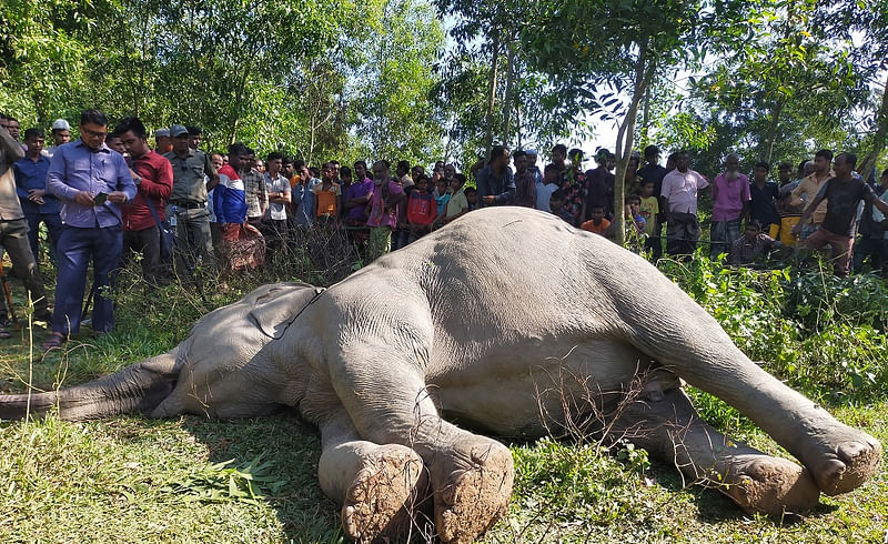 গারো পাহাড়ে পড়ে ছিল মরা হাতি। মঙ্গলবার দুপুরে শেরপুরের শ্রীবরদী উপজেলার রানীশিমুল ইউনিয়নের সীমান্তঘেঁষা মালাকোচা গ্রামে