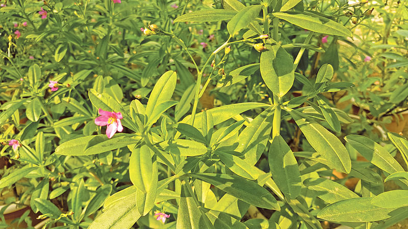 রসাল কাণ্ডের গুল্মজাতীয় উদ্ভিদ ইন্দোনেশিয়ার জিনসেং