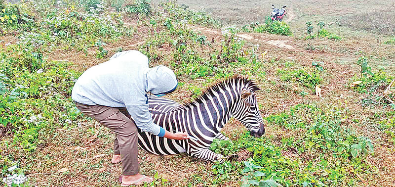 অসুস্থ জেব্রাকে চিকিৎসা দেওয়া হচ্ছে। সম্প্রতি গাজীপুরের শ্রীপুরের বঙ্গবন্ধু শেখ মুজিব সাফারি পার্কে