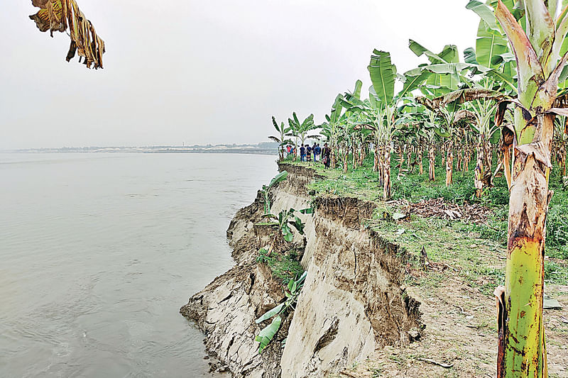 পদ্মার ভাঙনে বিলীন হচ্ছে ফসলি জমি, খেত ও বাগান। গত মঙ্গলবার বিকেলে কুষ্টিয়ার মিরপুর উপজেলার সাহেবনগর গ্রামে