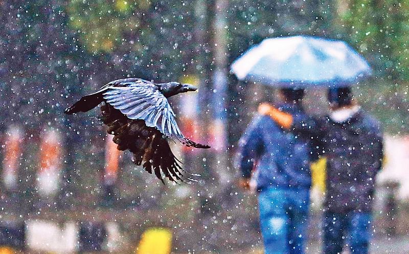 গতকাল সারা দিন ছিল মেঘলা আকাশ। বৃষ্টি হয়েছে টিপটিপ। ছুটির দিন হলেও জীবিকার তাগিদে ঘর থেকে বেরিয়ে আসা শহরবাসীর মতো নাগরিক পাখিরাও ভিজেছে এই অসময়ের বৃষ্টিতে। বেলা আড়াইটায় ঢাকা বিশ্ববিদ্যালয় এলাকায়