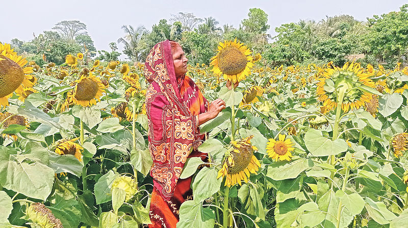 নিজের সূর্যমুখী খেতের পরিচর্যা করছেন আরজা বেগম। সম্প্রতি চাঁদপুরের মতলব দক্ষিণ উপজেলার বাইশপুর গ্রামে