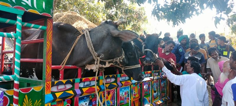 জাকির হোসেনের বাড়ি থেকে উদ্ধার গরুগুলো থানায় নেওয়া হচ্ছে। নওগাঁর বদলগাছি উপজেলার তেঁতুলিয়া গ্রামে