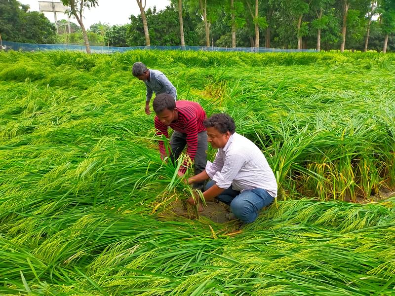 কৃষককে ঝড়ে নুইয়ে পড়া ধান গাছ তুলে দেওয়ার পদ্ধতি শেখাচ্ছেন রাজশাহীর গোদাগাড়ীর কৃষি কর্মকর্তা অতনু সরকার। আজ শুক্রবার বিকেলে