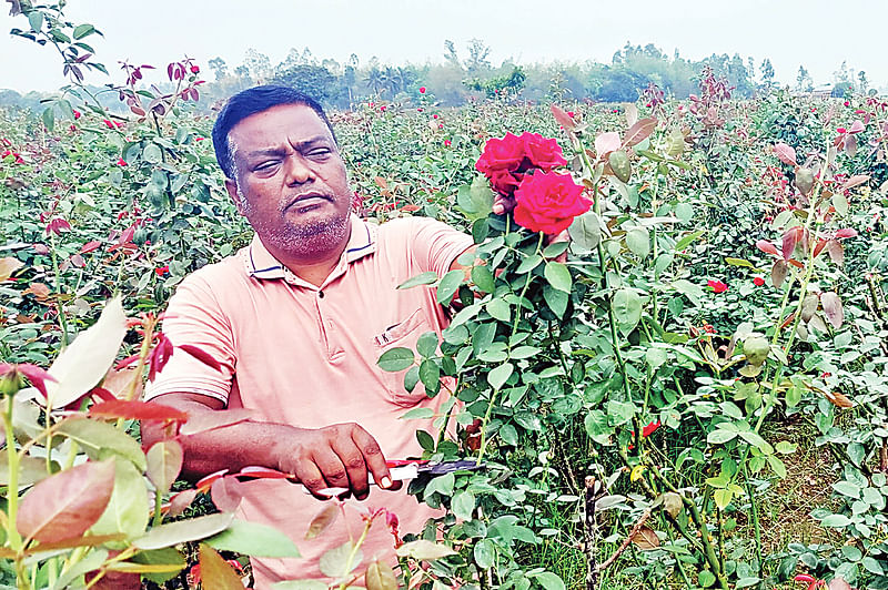 গাইবান্ধার তাজনগর গ্রামের কৃষক মোখলেছুর রহমান  গোলাপের চাষ করে সাফল্য পেয়েছেন। গতকাল বুধবার