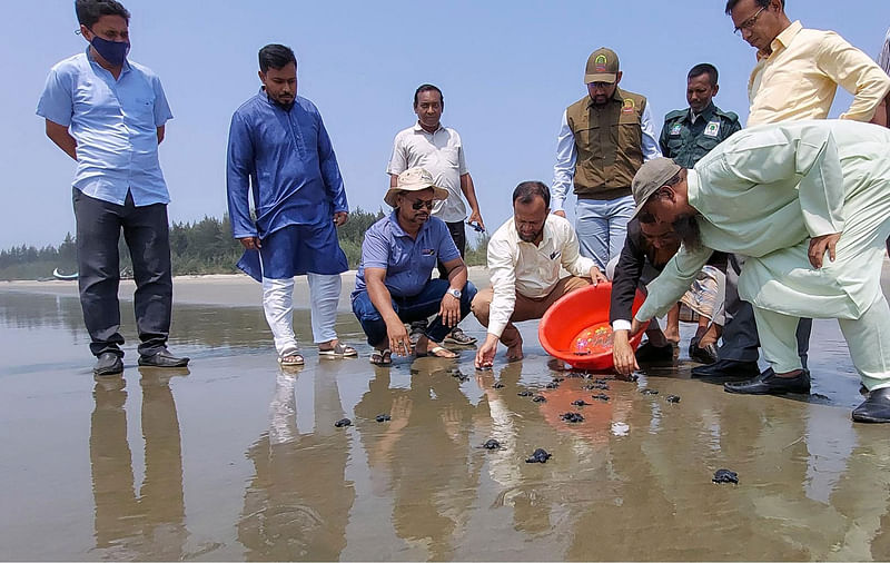 কচ্ছপের বাচ্চাগুলো বঙ্গোপসাগরে অবমুক্ত করা হয়েছে। সোমবার দুপুরে রামুর প্যাঁচার দ্বীপ সৈকতে