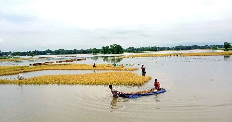 টানা বৃষ্টি ও উজান থেকে নেমে আসা ঢলে নেত্রকোনার নিম্নাঞ্চলের পাকা বোরো ধানের খেত প্লাবিত হচ্ছে। রোববার বিকেলে কলমাকান্দা উপজেলার বাহাদুরকান্দা এলাকায়