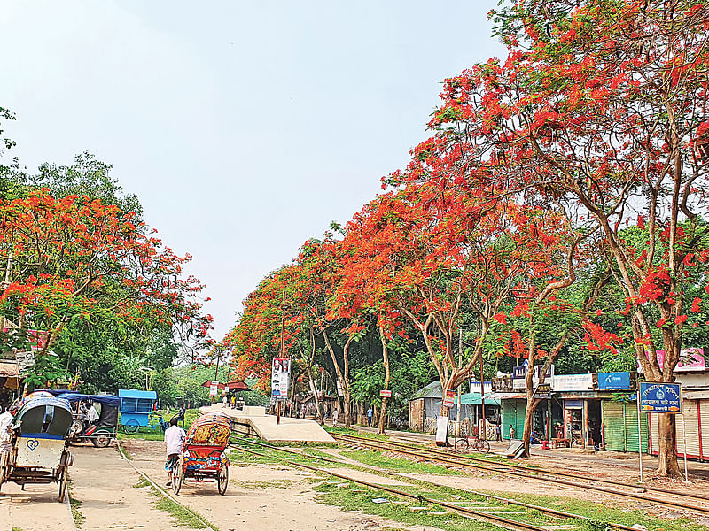 একজ জাগরণের সদস্যদের রোপণ করা কৃষ্ণচূড়াগাছগুলোতে ফুটে রয়েছে ফুল। লাল ফুলে গোটা এলাকা রঙিন হয়েছে। গতকাল রাজবাড়ীর গোয়ালন্দ বাজার রেলওয়ে স্টেশন এলাকায়