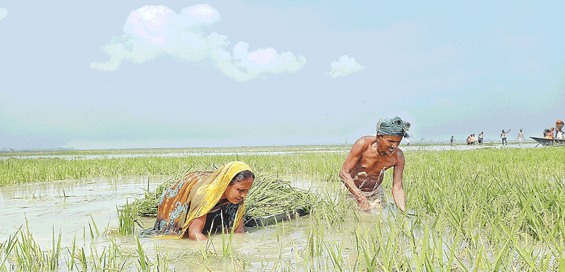 ফসল রক্ষা বাঁধ ভেঙেছে। হাওরে ঢুকছে পাহাড়ি ঢলের পানি। তলিয়ে যাচ্ছে বোরো ধান। আধা পাকা সেই ধানই কাটতে ব্যস্ত কৃষক