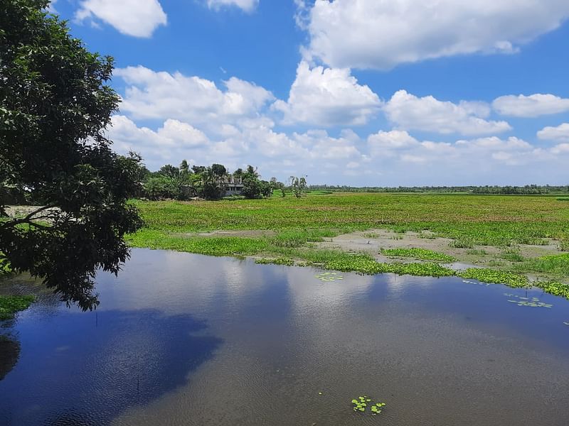 জলাবদ্ধতার কারণে পড়ে আছে শত শত বিঘা আবাদী জমি। রাজশাহীর বাঘা উপজেলার নওটিকার বিলের ছবি