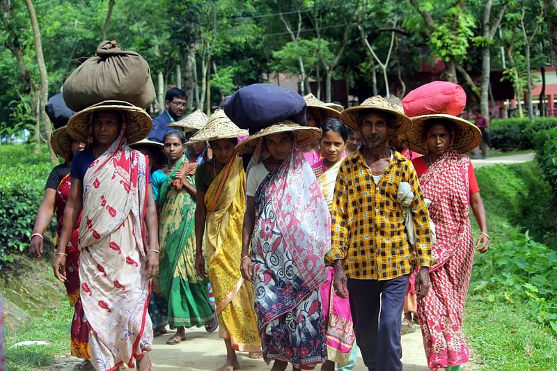 ১৯ দিন আন্দোলনের পর ১৭০ টাকা মজুরিতে চা-বাগানের কাজে ফিরেছেন শ্রমিকেরা। আজ রোববার সকালে শ্রীমঙ্গলের ভাড়াউড়া চা–বাগানে