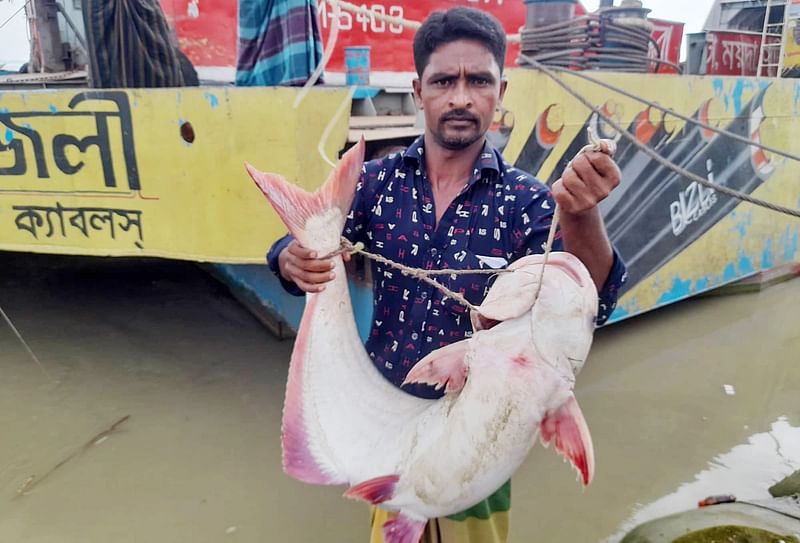 আজ সকালে পদ্মা নদীতে পাবনার জেলে কৃষ্ণ হালদারের জালে ১৫ কেজি ওজনের এ মাছ ধরা পড়েছে