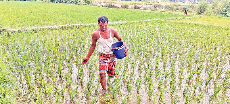 আমন খেতে সার প্রয়োগ করছেন এক কৃষক। সম্প্রতি ঠাকুরগাঁও সদর উপজেলার বরুণাগাঁও এলাকায়