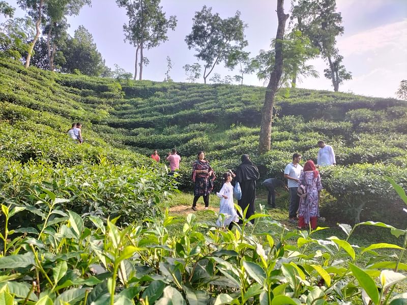 চায়ের বাগানে পরিবার-পরিজন নিয়ে ঘুরে বেড়াচ্ছেন পর্যটকেরা। মৌলভীবাজারের শ্রীমঙ্গলের ভানুগাছ সড়কের পাশে শনিবার বিকেলে