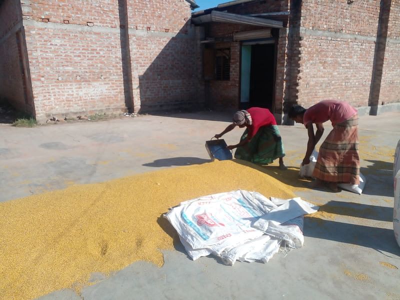 রাজশাহীর পুঠিয়া উপজেলার বানেশ্বরের ডাল মিলে কাজ করছেন শ্রমিকেরা।