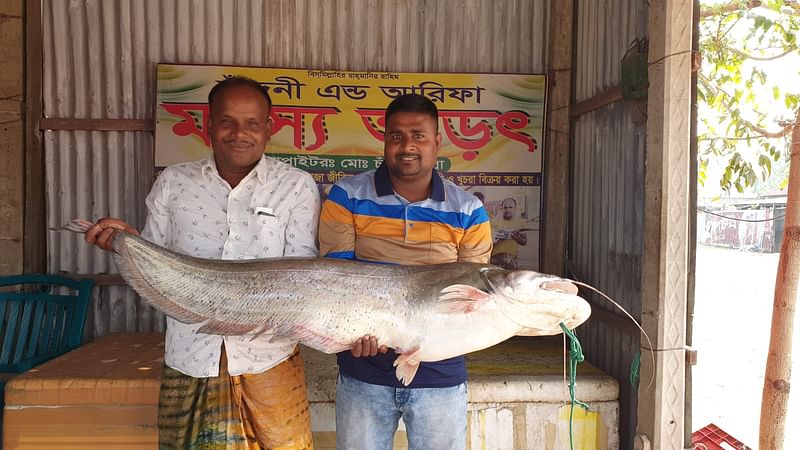 ১৫ কেজি ওজনের বোয়াল মাছটি ২ হাজার ৪০০ টাকা কেজি দরে মোট ৩৬ হাজার টাকায় বিক্রি হয়েছে।