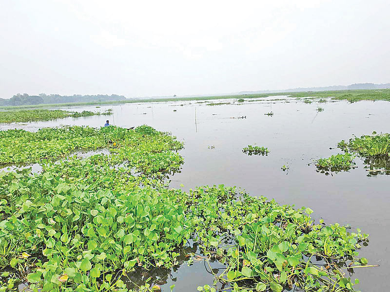 দূষণে বেলাই বিলের পরিস্থিতি দিন দিন খারাপ হচ্ছে। বদলে গেছে পানির রং। নেই আগের মতো মাছ। কমেছে ফসলের উৎপাদনও। গাজীপুর সদর উপজেলার কেশরিতা বাজার এলাকায়