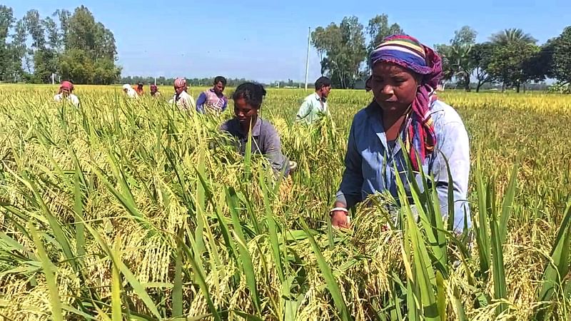 নারী–পুরুষেরা দল বেঁধে ধান কাটছেন। সম্প্রতি ঠাকুরগাঁও সদর উপজেলার পূর্ব বেগুনবাড়ি এলাকায়